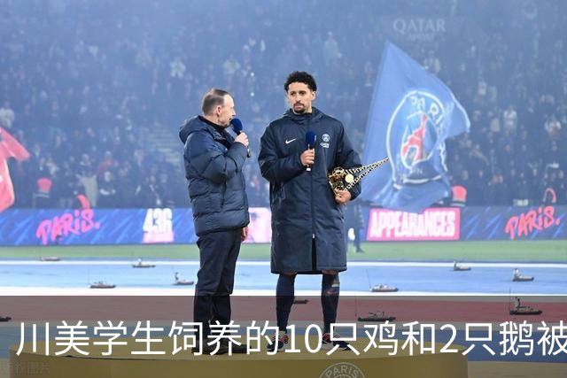 川美学生饲养的10只鸡和2只鹅被偷，系工人趁夜色带走后食用，7名涉事人员已被警方抓获，施工项目负责人代为赔付7000元